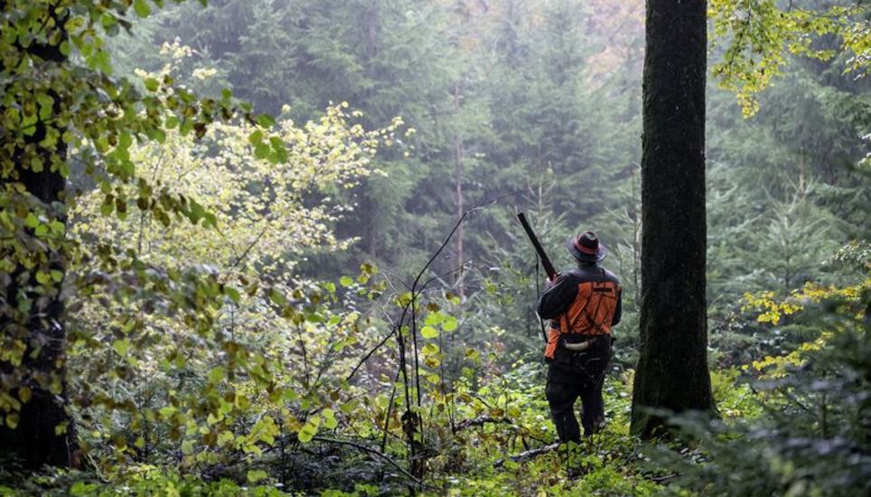 Welche Jagdgesellschaft den Wildbestand im Wald regulieren darf, entscheiden die Gemeinderäte. Objektive Entscheidungskriterien lassen sich jedoch nur schwer finden. Bild: Key