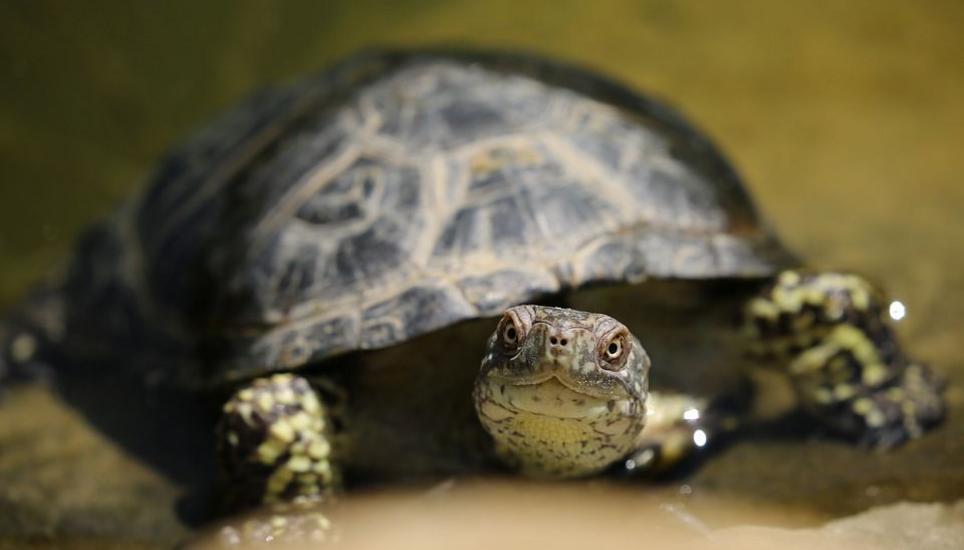 Neue Erkenntnisse aus der Schildkröten-Forschung. Symbolbild: Pixabay