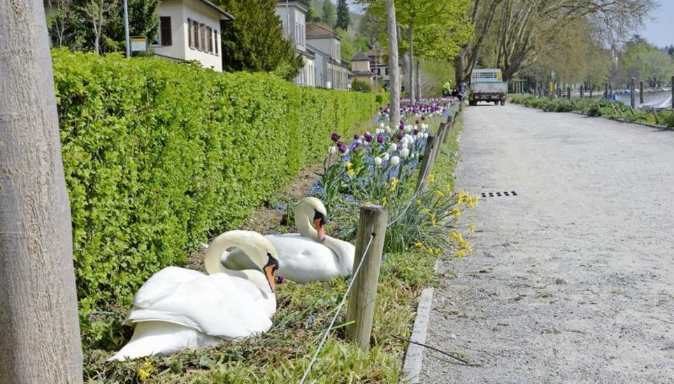 Dem Schwanenpaar, welches am Lindli nistet, wurde bereits zum zweiten Mal das Ei aus dem Nest entwendet. Bild: Moritz Bolli