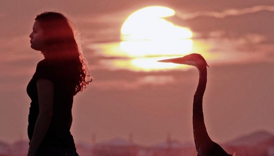Eine besondere Begegnung: Mensch und Vogel beobachten gemeinsam einen Sonnenuntergang auf der amerikanischen Insel Dauphin Island. Bild: Key