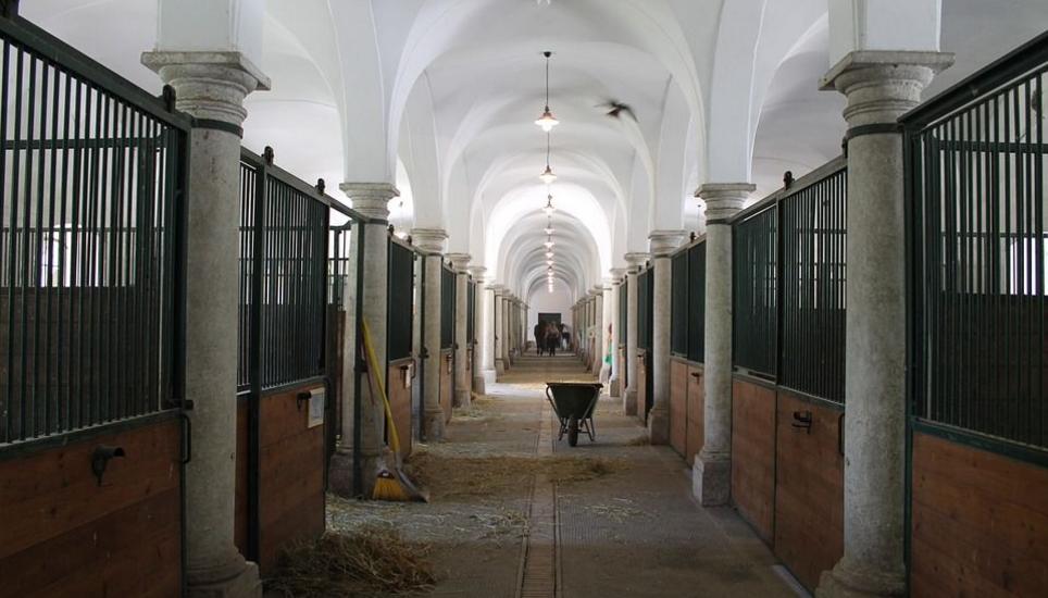 13 Pferde verendeten im Thurgau. Symbolbild: Pixabay