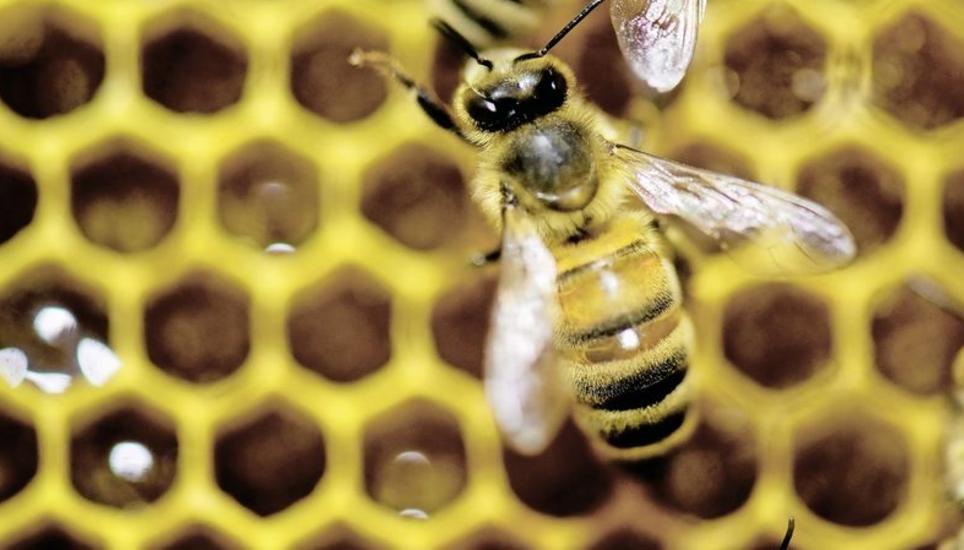 Wie viele Bienenstände in der Region von der Amerikanischen Faulbrut betroffen sind, wird untersucht. Bild: Key