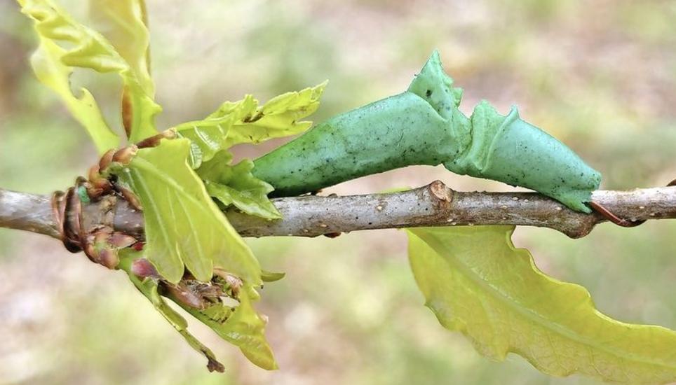 Die Schnabel- oder Zahnspuren, die von Räubern hinterlassen werden, verraten die Aktivität dieser Räuber, abhängig von Klimabedingungen. Auf diese Knetmasseraupe ist bereits ein Räuber hereingefallen. Bild: zvg
