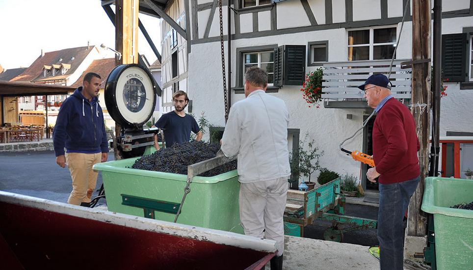 In der Kellerei von Markus Hedinger in Wilchingen hat Paul Christen gestern um 17.30 die ersten zwei Standen gesunde Trauben der frühreifen dunklen Sorte Cabernet Dorsa angeliefert. (v.l.) Markus Hedinger, rechts neben ihm Dominic Wolfgang, Mitte Paul Christen, rechts Markus’ Vater Ernst Hedinger.
