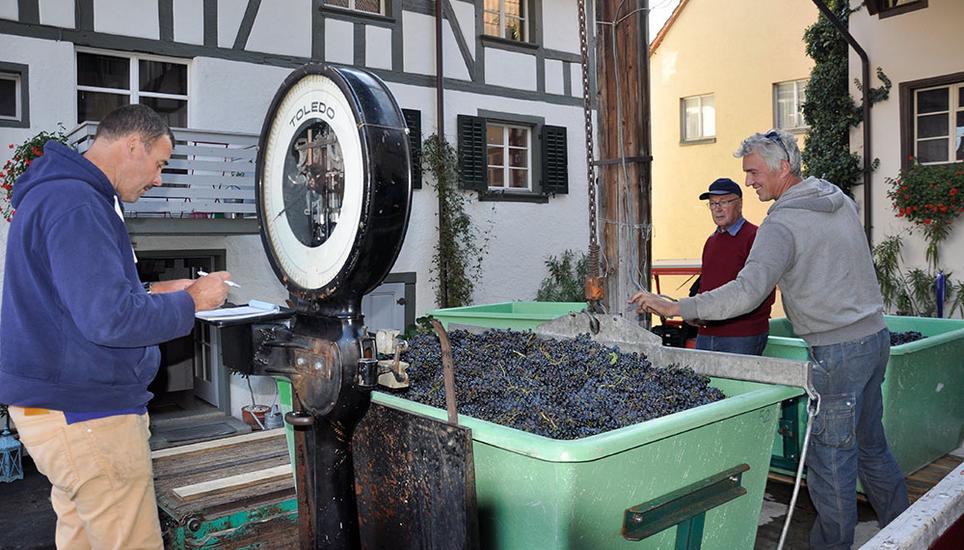 Markus Hedinger liest das Gewicht der zweiten Stande ab. Das Gewicht beider Standen zusammen beträgt 1500 Kilo. Die Beeren sind gesund, von Essigfliegen keine Spur. Aber wie steht es mit dem Zuckergehalt?