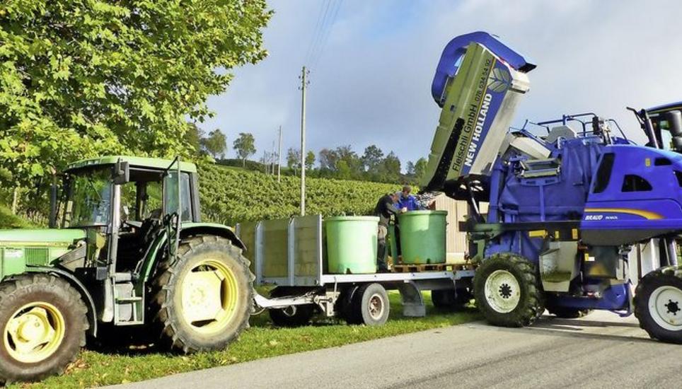 Die Fleischli GmbH in Oberhallau ist als Lohnunternehmung tätig und macht auf Auftrag auch Weintraubenernten im Kanton Schaffhausen – neu im Einsatz ist dabei seit diesem Herbst ein Traubenvollerntner, der die Früchte von den Reben schüttelt. So muss nicht von Hand gelesen werden. Bild: Theo Kübler