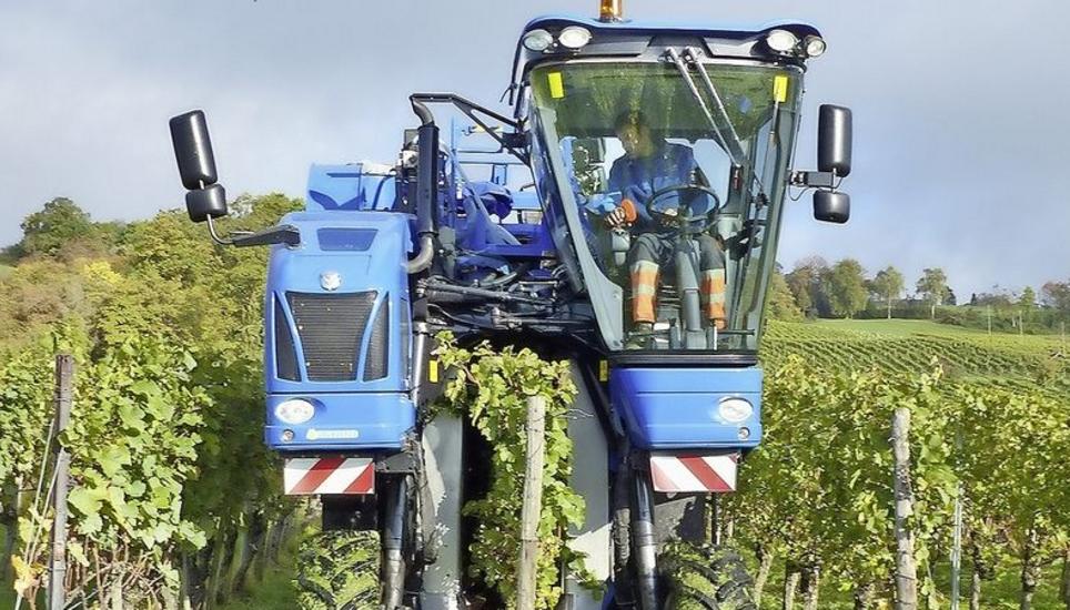 In Frankreich und Deutschland sind schon viele dieser Maschinen unterwegs, um die Trauben automatisch zu lesen. Bild: Theo Kübler