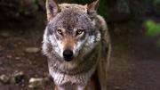 Der Wolf ist definitiv im Weinland angekommen. Bild: Symbolbild Pixabay