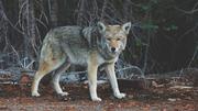 Speichelproben bestätigten, dass ein Wolf die Tiere im Thurgau gerissen hat.