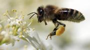 In nur zwei Kantonen waren die Bienen 2018 produktiver als in Schaffhausen.