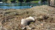 Es ist und bleibt kritisch für die Fische im Rhein. Bild: Maria Gerhard