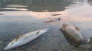 Die toten Fische am Rheinufer haben den Hitzesommer 2018 geprägt. Bild: zvg
