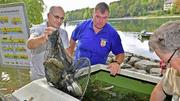 Rund 250 Fische wurden pro Einsatz evakuiert …