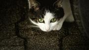 Die Katze aus Trüllikon musste operiert werden. Symbolbild: Pixabay