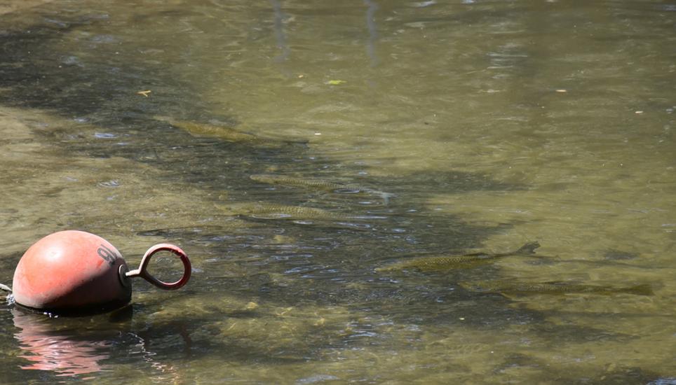 Der Regen hat bei den Fischen im Rhein für etwas Entlastung gesorgt. Bild: das