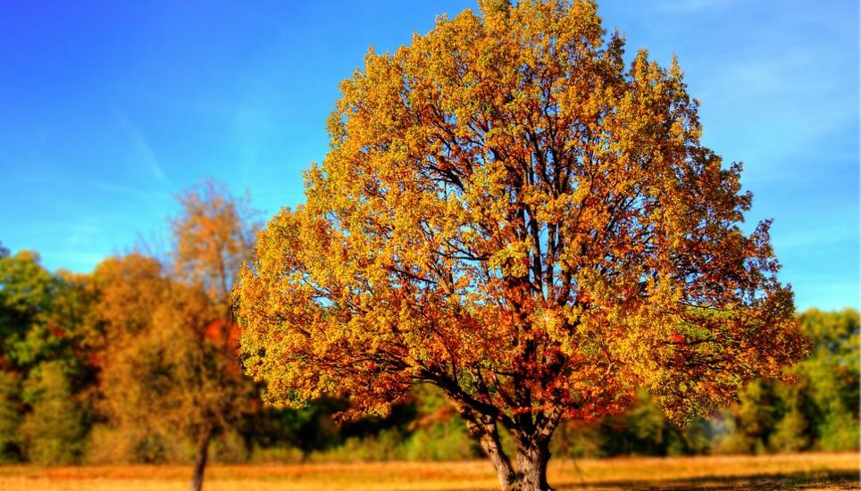 Der Herbst bringt auch viele Vorteile mit sich. Bild: Symbolbild