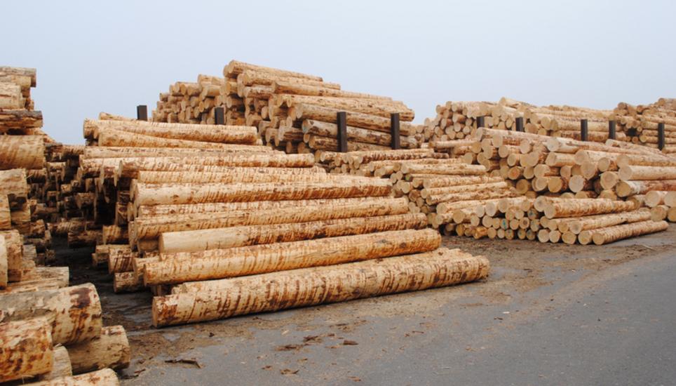 Symbolbild holz holzindustrie baumstamm baum entrindet