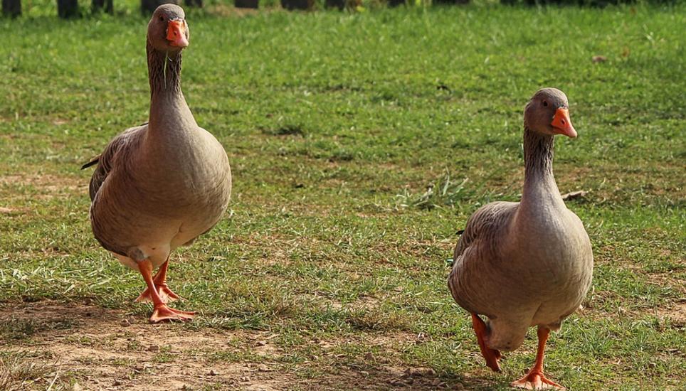 Gänze Gänze