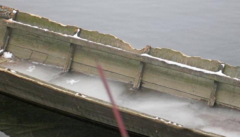 Ob das Holz an der Seite des Weidlings einfach nur abgebrochen ist oder ob ein Biber hier am Werk war, ist nicht ganz klar. Bild: zvg