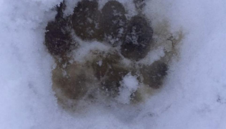 Jägerin Susanne Bommer hat den Luchs-fussabdruck fotografiert. Bild: zvg