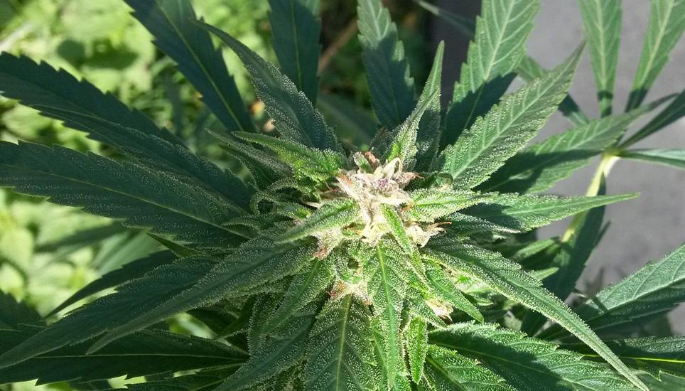 5,6 Kilogramm Marihuana stellten die Polizisten vor fünf Jahren auf der illegal betriebenen Hanfanlage in Löhningen sicher. Symbolbild: Pixabay