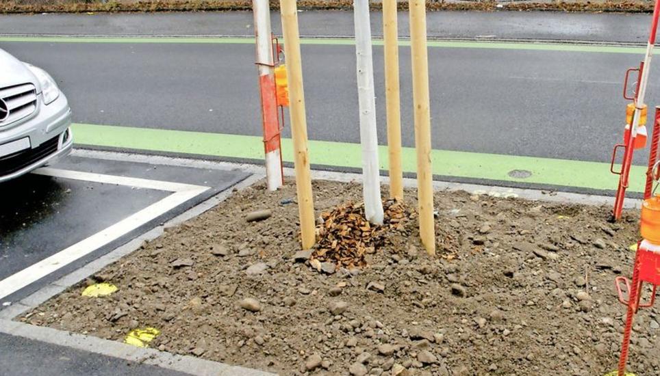 An der Hochstrasse wurden neue Bäume gepflanzt. Auch deren Umzäunungen werden erneuert. Bild Alfred Wüger