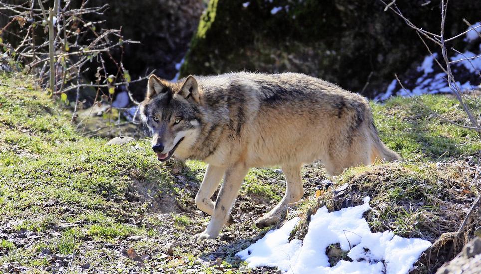 Ein Jungwolf auf Nahrungssuche könnte auf einer Weide bei Andelfingen am Donnerstag ein Schaf gerissen haben. Auch vor besiedeltem Gebiet schreckt der Wolf nicht zurück, sofern keine Menschen in der Nähe sind. Bild: zvg/CHWOLF