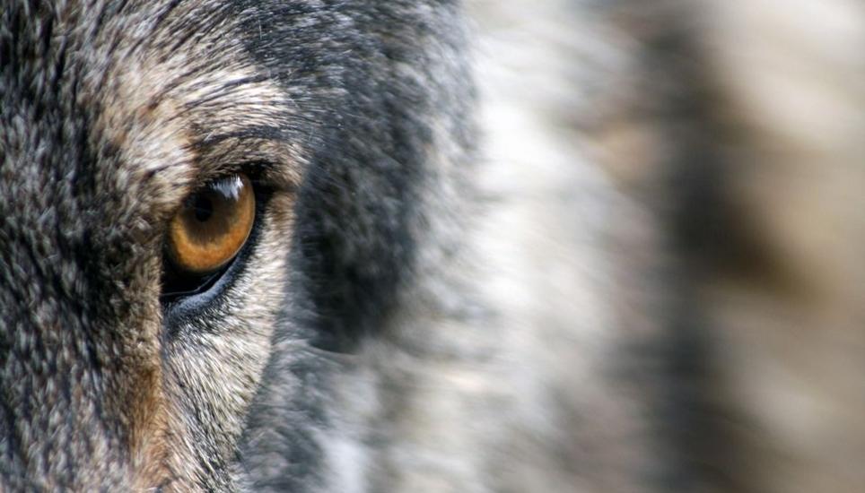 Der Wolf wird sich wohl nicht im Weinland niederlassen. Symbolbild: Pixabay
