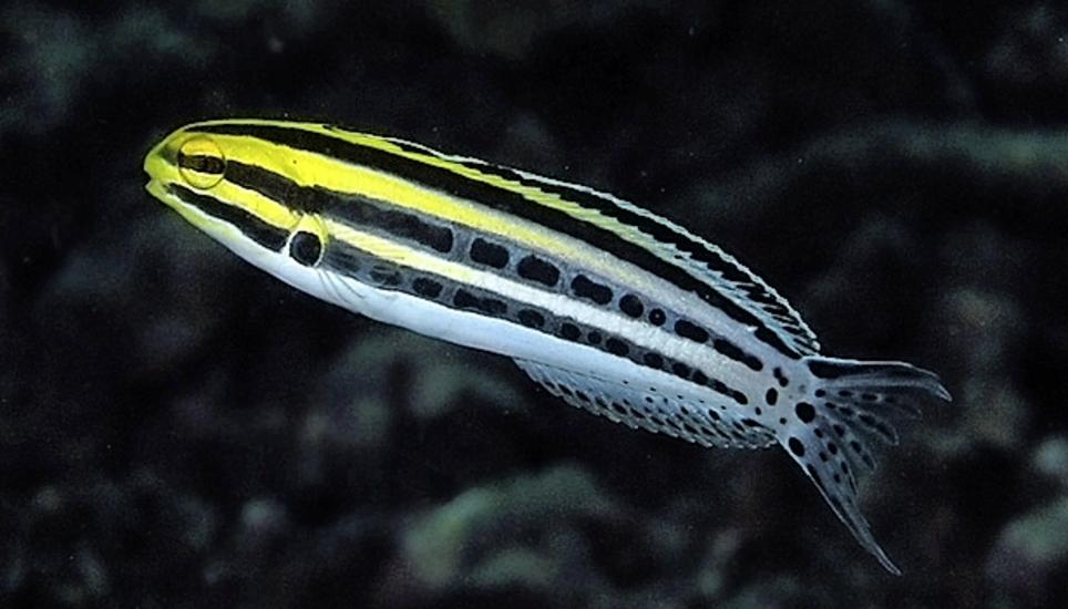 Säbelzahnschleimfisch. Bild: zvg