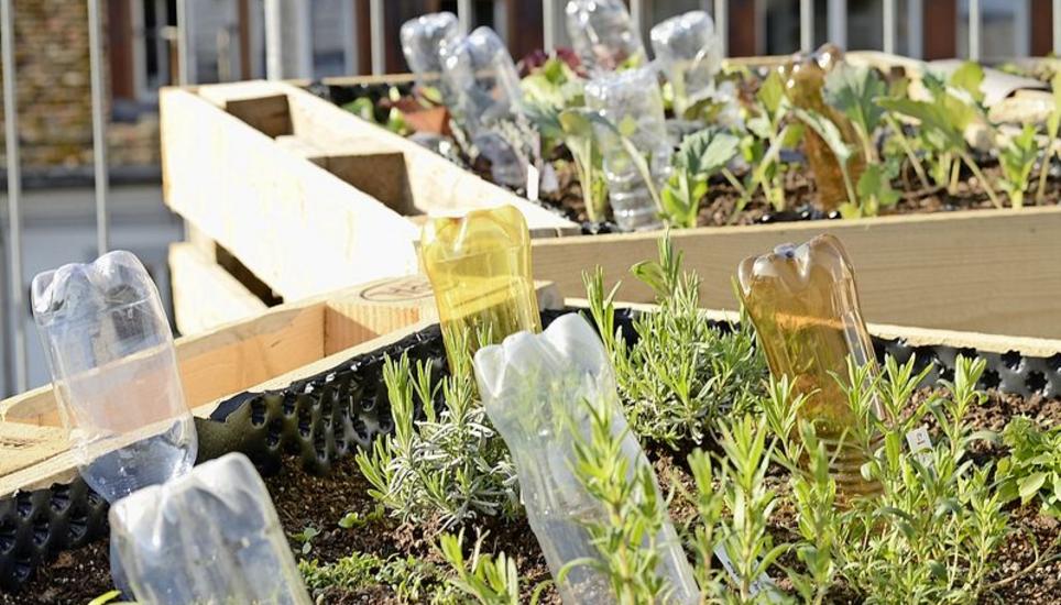 Und da waren sie plötzlich alle wieder leer: Wir haben versucht, aus Plastikflaschen ein Bewässerungssystem über die Feiertage zu machen. Bild: Zeno Geisseler