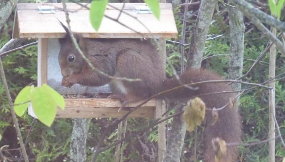 Ein spezieller Gast im Vogelhäuschen. Bild: zvg