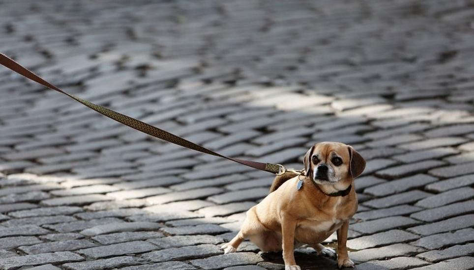 Ein Hund war der Ursprung einer Auseinandersetzung zweier Nachbarsfamilien. Bild: Pixabay