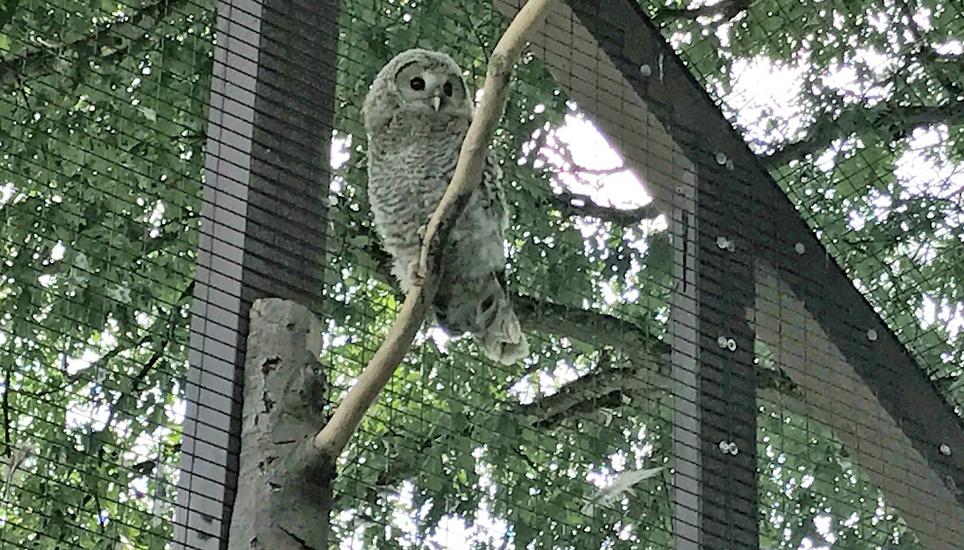Habichtkauz in der Greifvogelstation Berg am Irchel. Bild: Radio Munot
