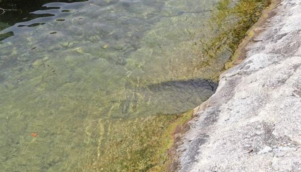 An dieser Stelle im Rhein beim Lindli wurden zwei Schwimmer vermutlich von einem Biber gebissen. Bild: Janosch Tröhler