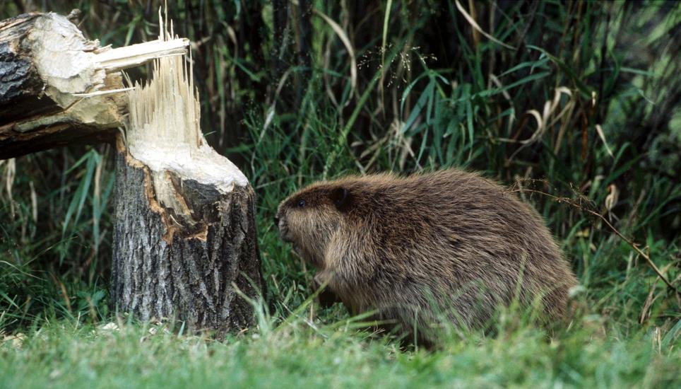 Biber sollen sich nicht durch die Lehmschicht beim Weiher nagen.