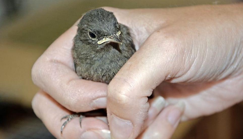 Dieser kleine Hausrotschwanz geniesst derzeit die liebevolle Betreuung in der Vogelpflegestation in Beringen.Bild Luc Müller
