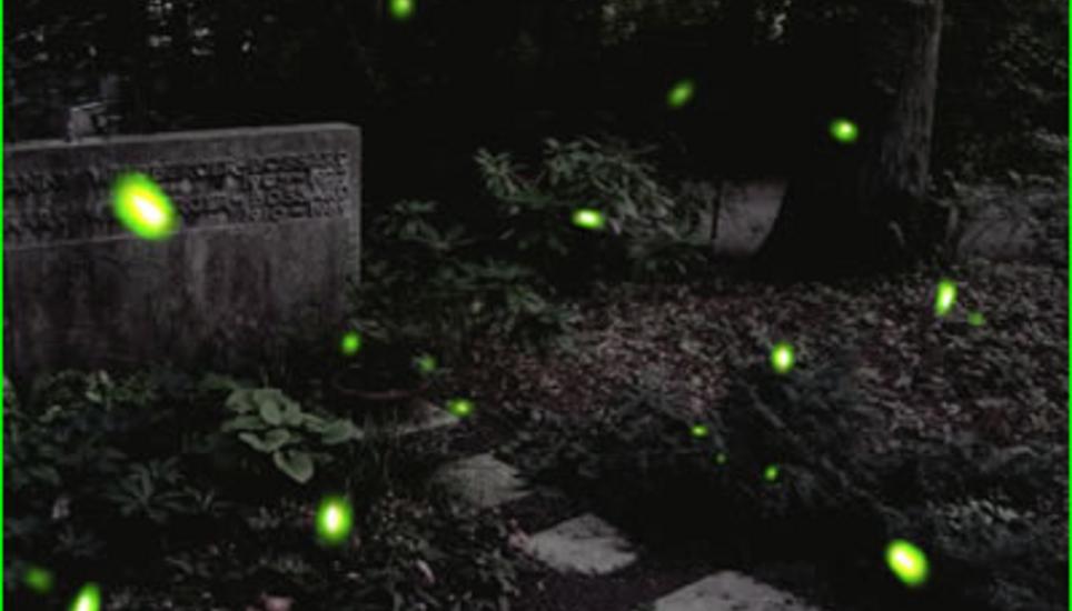 Beim Besuch auf dem Waldfriedhof gibt es gewisse Dinge zu beachten.