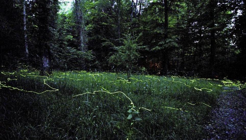 Für dieses Jahr ist das leuchtende Spektakel vorbei. Nächsten Juni werden die Glühwürmchen hoffentlich wieder den Schaffhauser Waldfriedhof beleuchten. Zwischen den Gräbern, Bäumen und auf den Lichtungen suchen sie nach einem Partner für den Moment. Bild: Zeno Geisseler