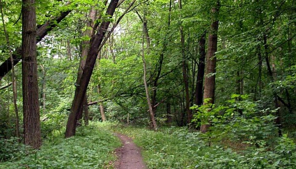 Die Waldbrandgefährdung befindet sich aktuell auf Stufe 2 von 5.