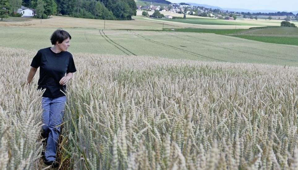 Eigentlich müsste der Weizen jetzt grün sein – aber in vielen Feldern wie hier bei Gennersbrunn in Richtung Dörflingen ist der Weizen weiss, wie die kantonale Ackerbaufachfrau Lena Heinzer zeigt. Bild; Selwyn Hoffmann