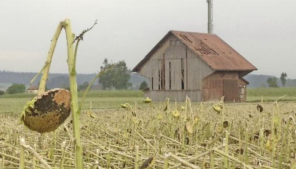 Beim Sonnenblumenfeld gibt es nichts mehr zu ernten, nur noch zu schätzen. Bild: Mark Gasser
