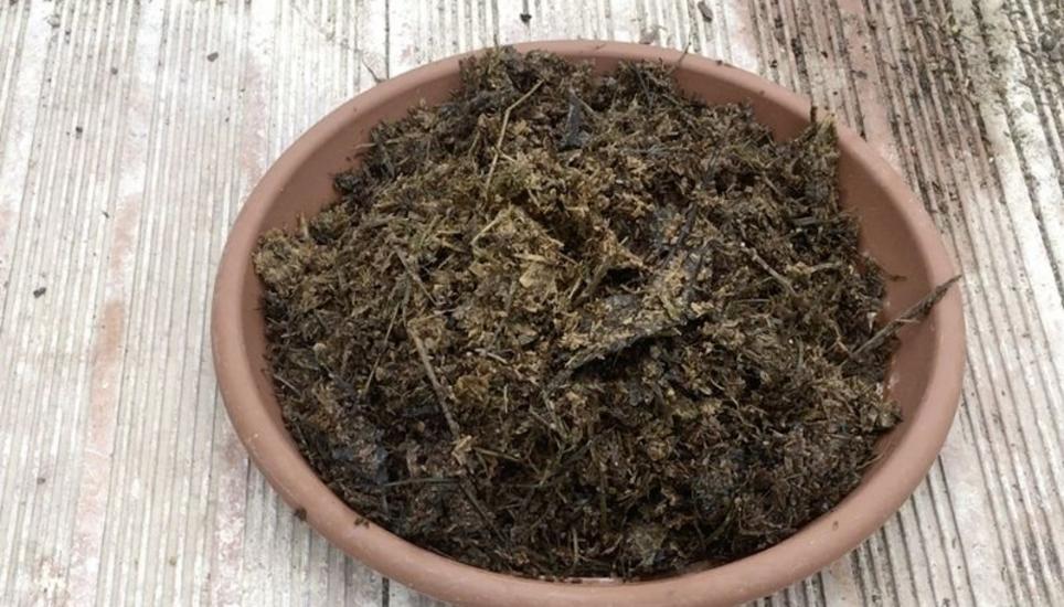 Riecht sehr streng, ist aber gut für die Pflanzen: Bokashi. Ohne Handschuhe sollte man das Zeug besser nicht anfassen. Bild: Zeno Geisseler