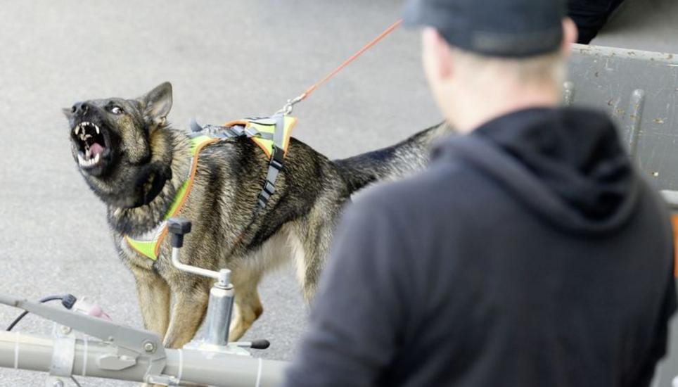 Spitze Zähne, lautes Bellen: Der Schäferhund hat einen vermeintlichen Einbrecher entdeckt. Dabei handelt es sich jedoch um einen Polizisten in Zivil.