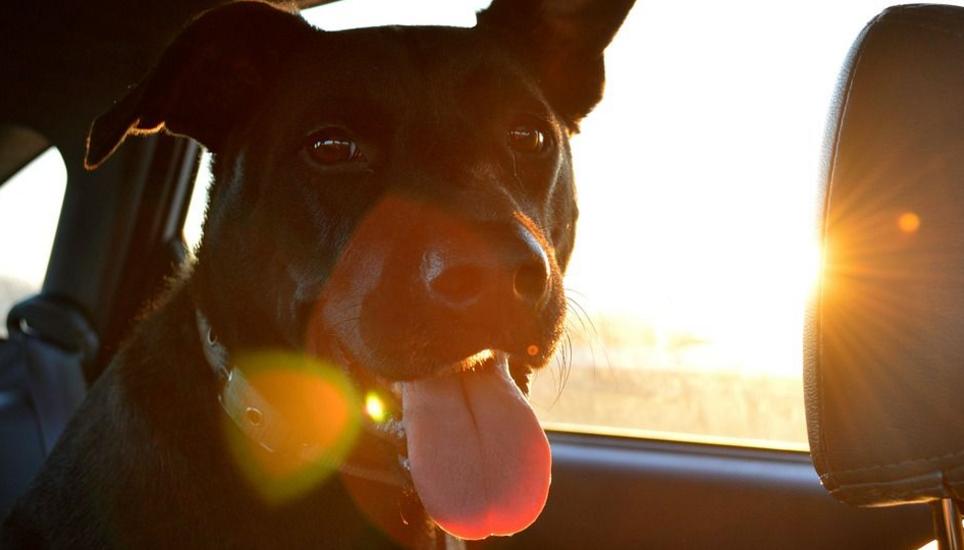 Bei rund 30 Grad musste ein Hund im Auto ausharren. Symbolbild: Pixabay