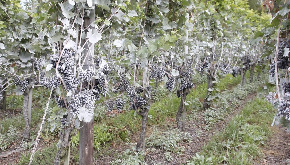 Steinmehl gegen Schädlinge Schaffhauser Nachrichten