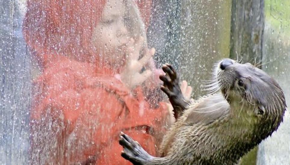 Im Sea Life Oban in Schottland hat die Wettbewerbssiegerin diesen kurzen Flirt zwischen Otter und kleiner Besucherin festgehalten. Bild: Marie-Louise Brauchli, Flurlingen