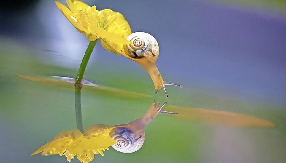 Auf dieser Butterblume in einer überfluteten Schaffhauser Wiese spiegelt sich die Schnecke im Regenwasser, was den zweiten Platz bringt. Bild: Ludmila Leuenberger, Schaffhausen