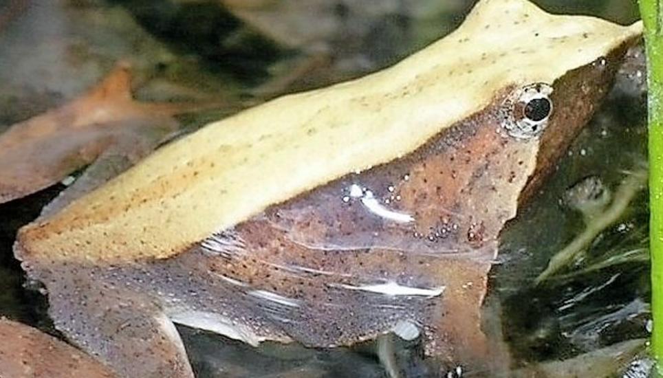 Ein Pilz droht den einzigartigen Darwin- oder Nasenfrosch auszurotten. Bild: Wikipedia