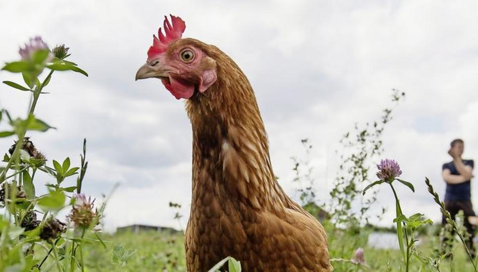 Können ganz schön laut gackern: In einem zürcherischen Hühnerstall müssen die Tiere nun länger im Stall bleiben, weil sich die Nachbarn über den Lärm beschwert haben. Bild: Key