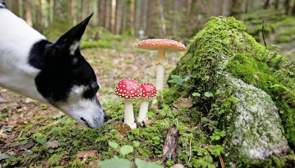 Dass man Fliegenpilze besser stehen lässt, ist bekannt: Aber auch andere Pilze bergen Vergiftungsgefahren. Bild: Key